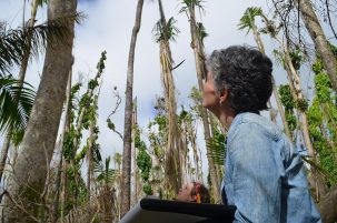 Maria Uriarte records damage to trees in puerto rico