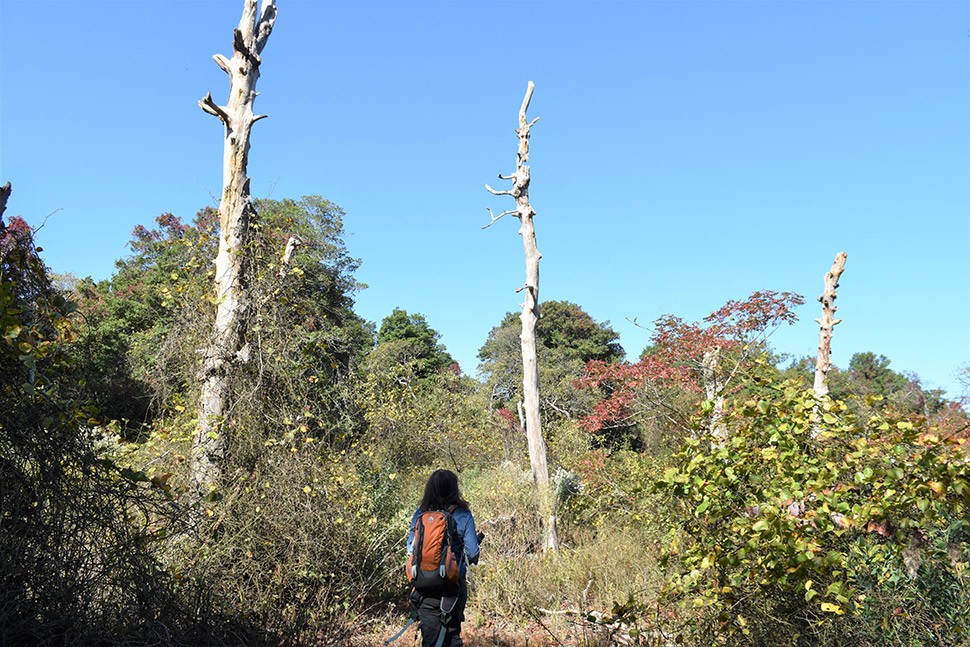 A 65-acre patch of old-growth hollies and red cedars has survived on Sandy Hook, long protected by the peninsula's status as a military base. It has now been converted to parkland. In a low-lying spot, tree-ring researcher Nicole Davi regards the hul 1