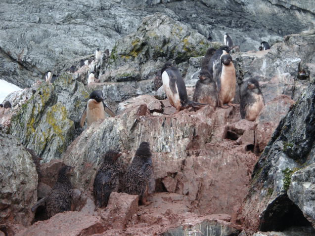 penguins on charcot island