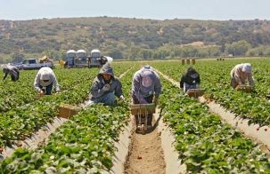 Agricworkers Holgerhubbs 303x196.jpg