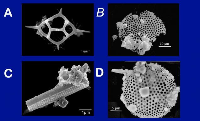 microfossil images