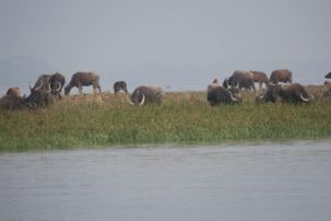 2.3waterbuffalo 303x202.jpg