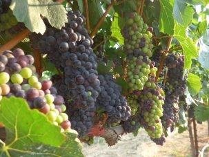 wine grapes growing on vine