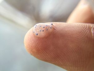 Microbeads 303x227.jpg