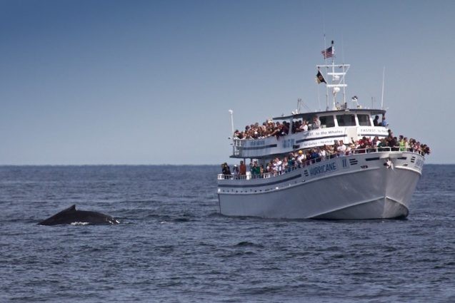 boat full of people watching a whale breach