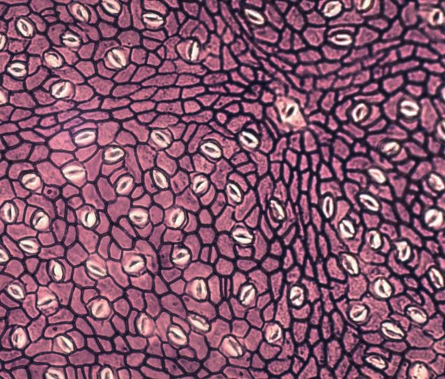 cells and stomata of a leaf