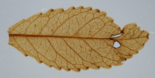 preserved leaf