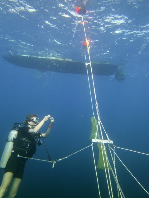 scientist collecting samples under water