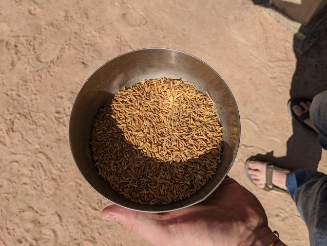 brown rice in a metal bowl