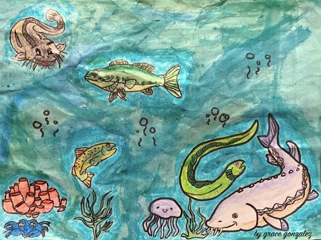 student drawing of hudson river species