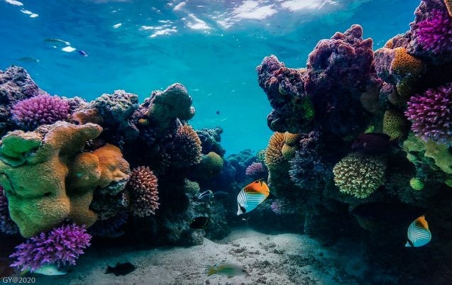 colorful coral reef with fish