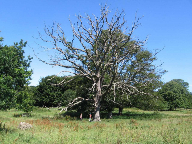 large tree with researchers in front of it