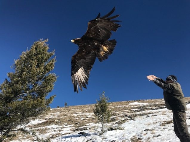 Bedrosian IMG 3575 golden eagle 637x478.jpeg