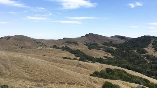 brown hills and sparse trees and shrubs