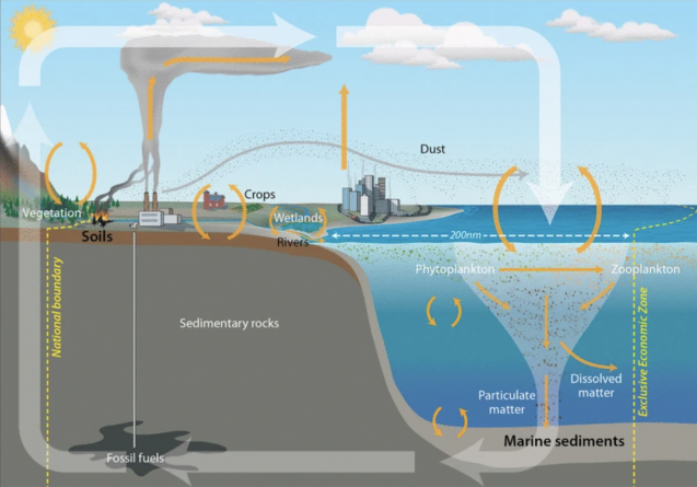 carbon cycle diagram