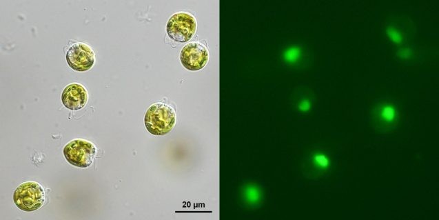 Bock algae 637x319.jpg