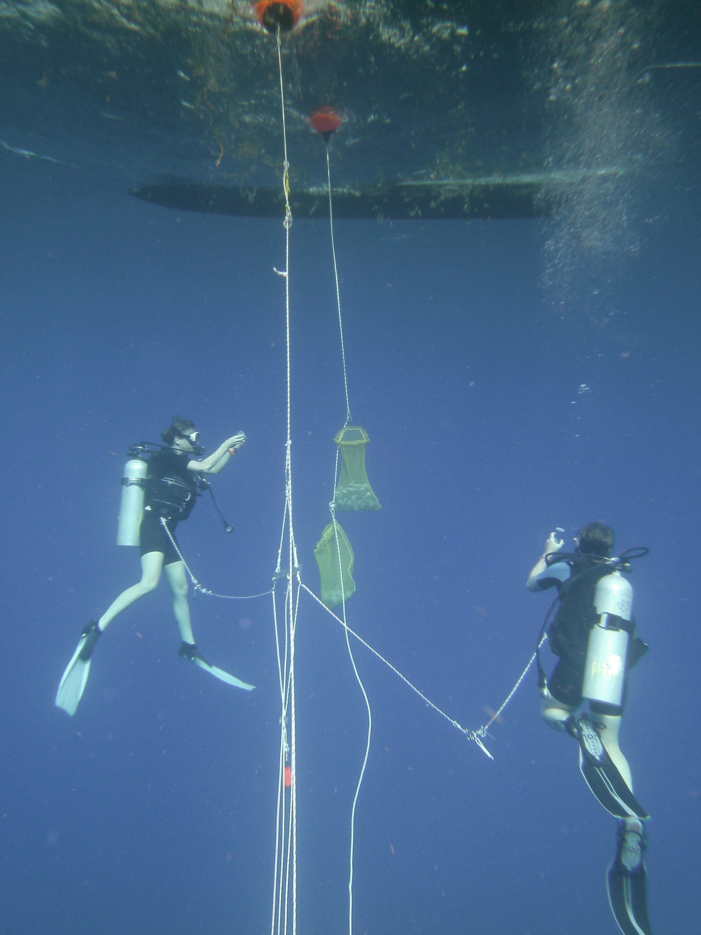Blue water diving off Puerto Rico to collect planktic foraminifera. This work contributes to <a href="https://www.ldeo.columbia.edu/~hoenisch/research.html">understanding ocean acidification</a>. Photo: Bärbel Hönisch SeaLife DC1400