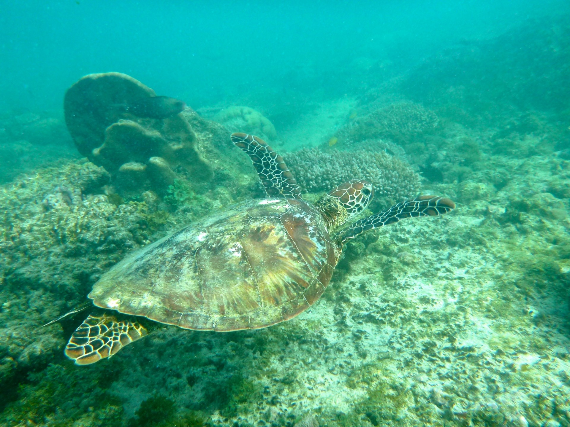 A green turtle swims around Ningaloo Reef in Western Australia. Photo: Michael Sandstrom Turtle_Sandstrom - Robert Michael Sandstrom