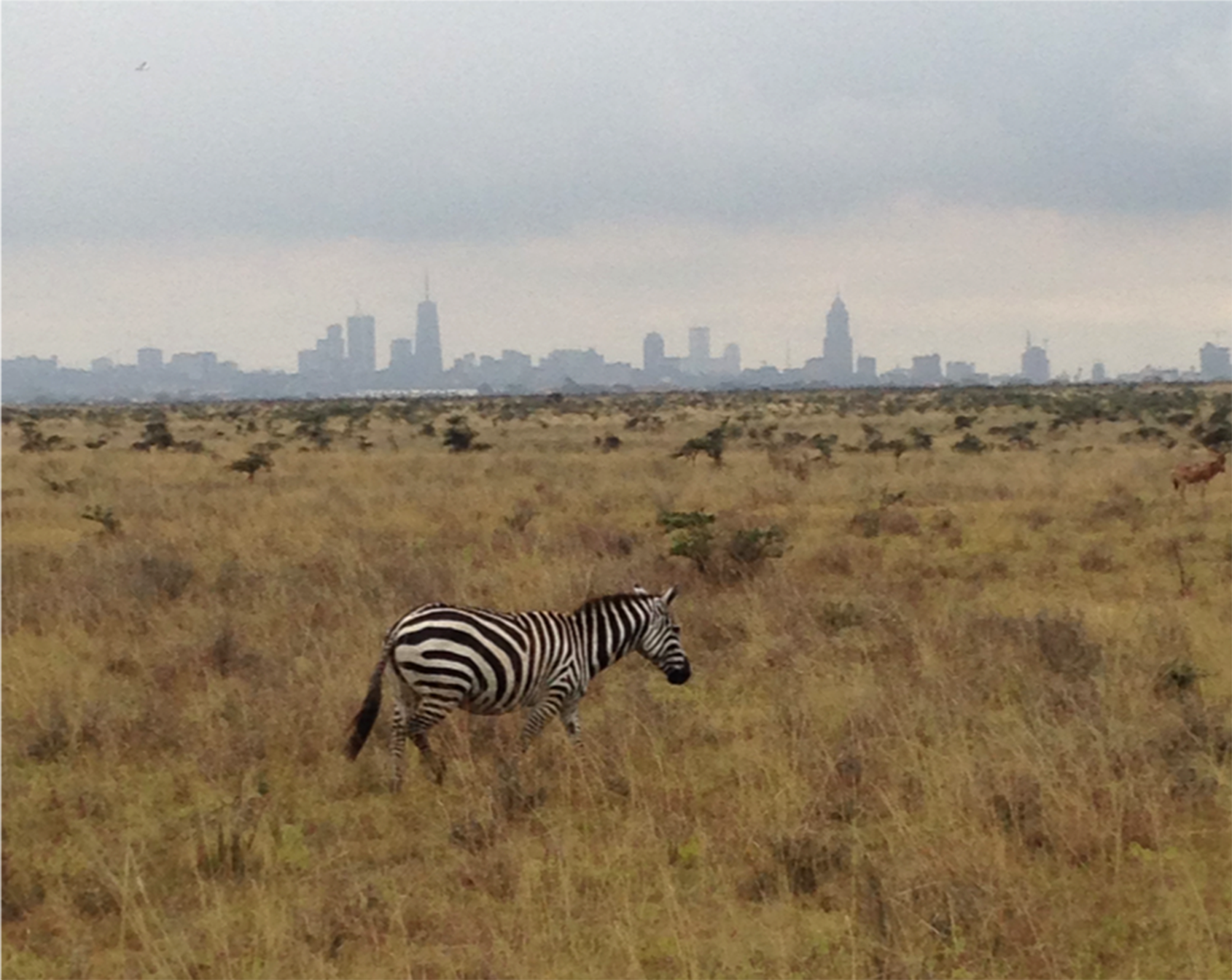 A zebra grazing in Nairobi National Park, Kenya, with the Nairobi skyline visible about five miles in the background. Associate Research Scientist Daniel Westervelt studies air pollution in this area and in <a href="https://blogs.ei.columbia.edu/2021/04/06/air-quality-kinshasa-brazzaville/">several other</a> parts of Africa. Photo: Daniel Westervelt dan_zebra - Daniel M. Westervelt