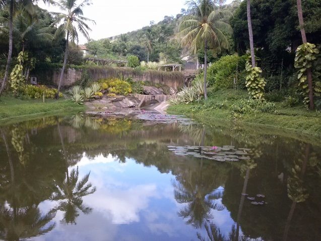 instituto terra ecorestoration project with pond and palm trees