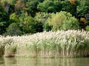 phragmites reeds