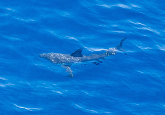 Great White Shark