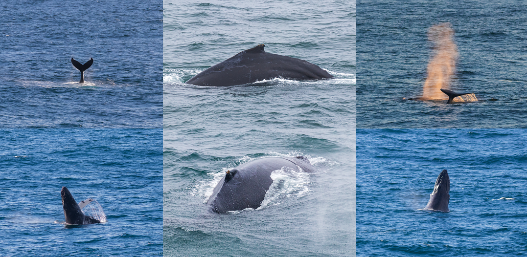 Humpback whale collage