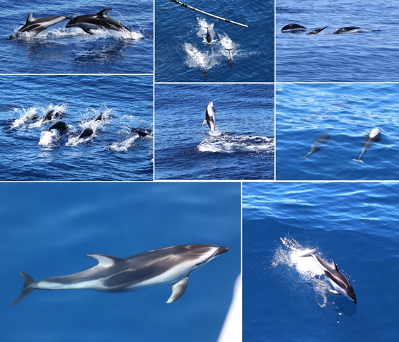 Pacific white-sided dolphins and northern right-whale dolphins collage