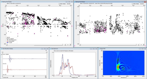 Pacific white-sided dolphins detected acoustically with PAM (high frequency echolocation click trains).