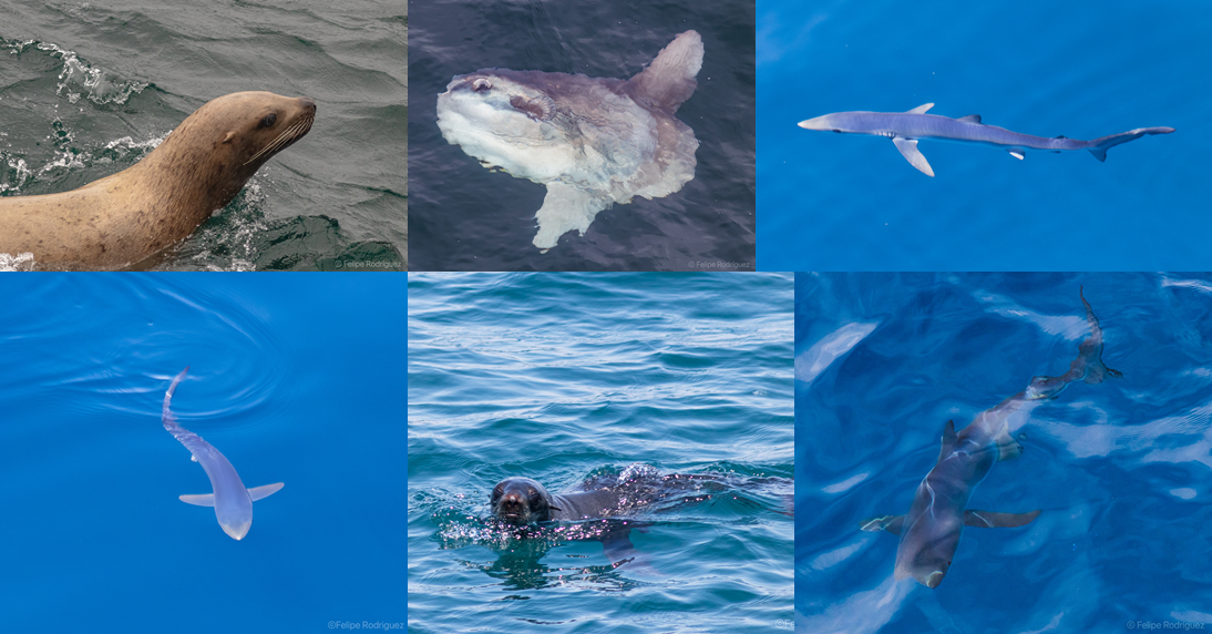 California sea lion, oceanic sunfish, juvenile blue sharks, northern fur seal, adult blue shark. Pinniped and fish collage