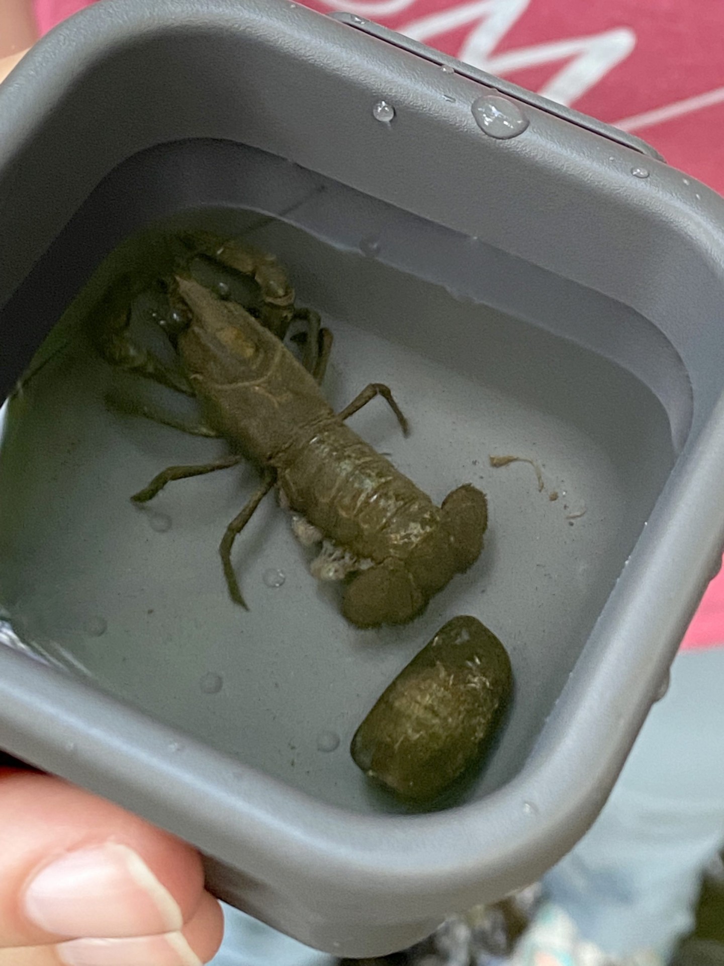 They found quite a few crayfish (pictured), as well as stoneflies, slugs, and snails. They determined that the creek is in very good health based on these finds! IMG_3623_edited