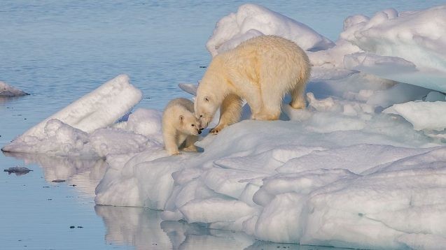 A polar bear with its cub. 