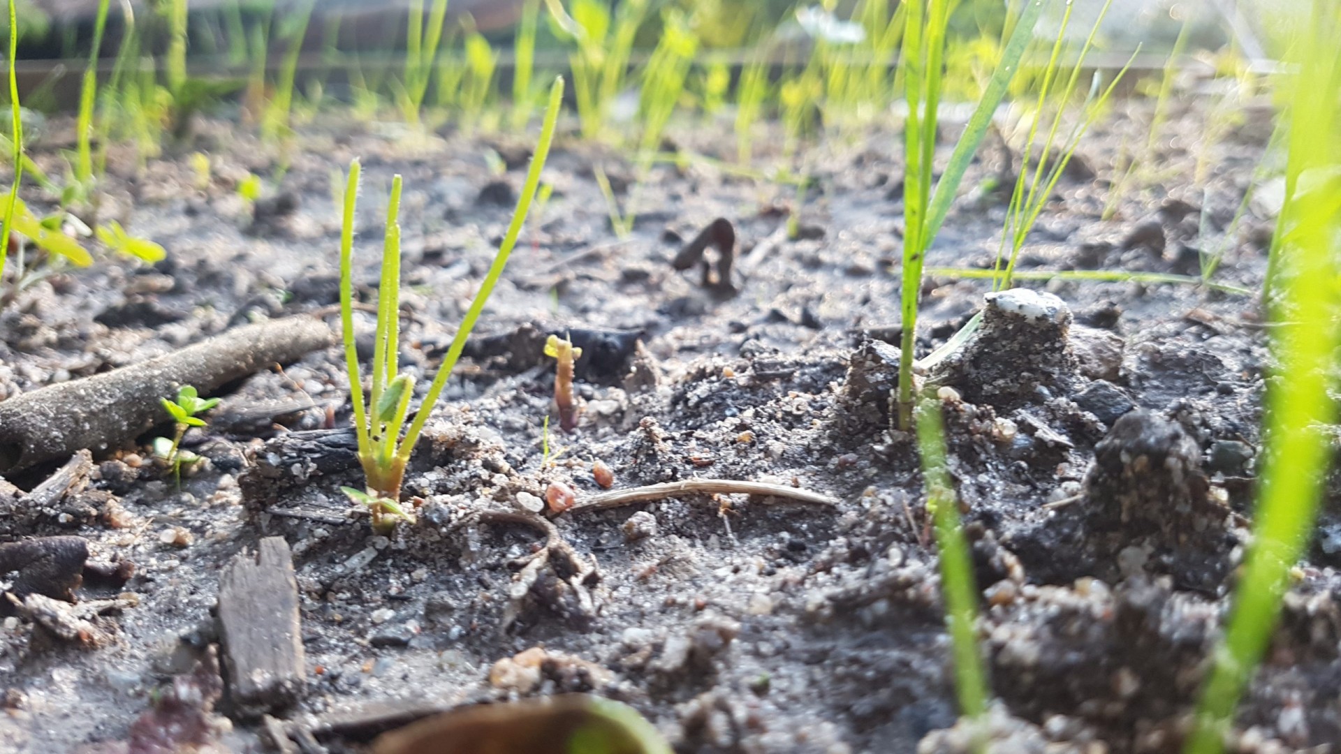how climate change will affect plants