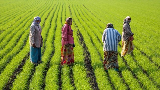 Women at work Gujarat cropped 637x358.jpg