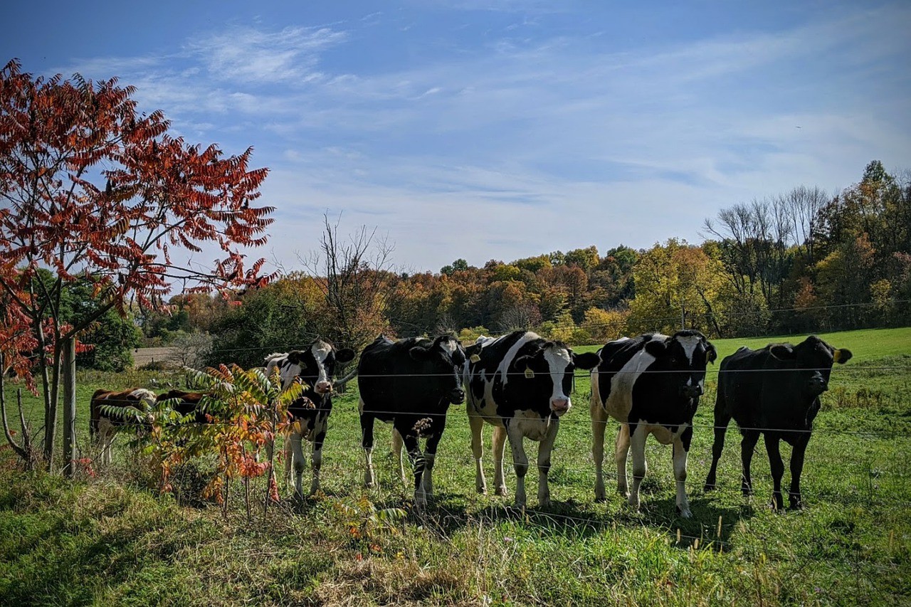 Ny Farm Usa Fall Nature Cows New York 6016140.jpg