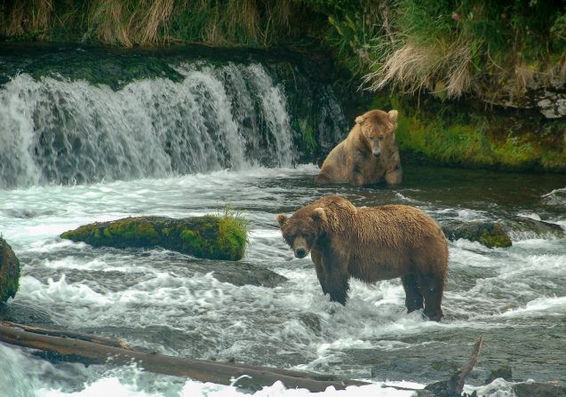 Bears fishing in an Alaskan river.