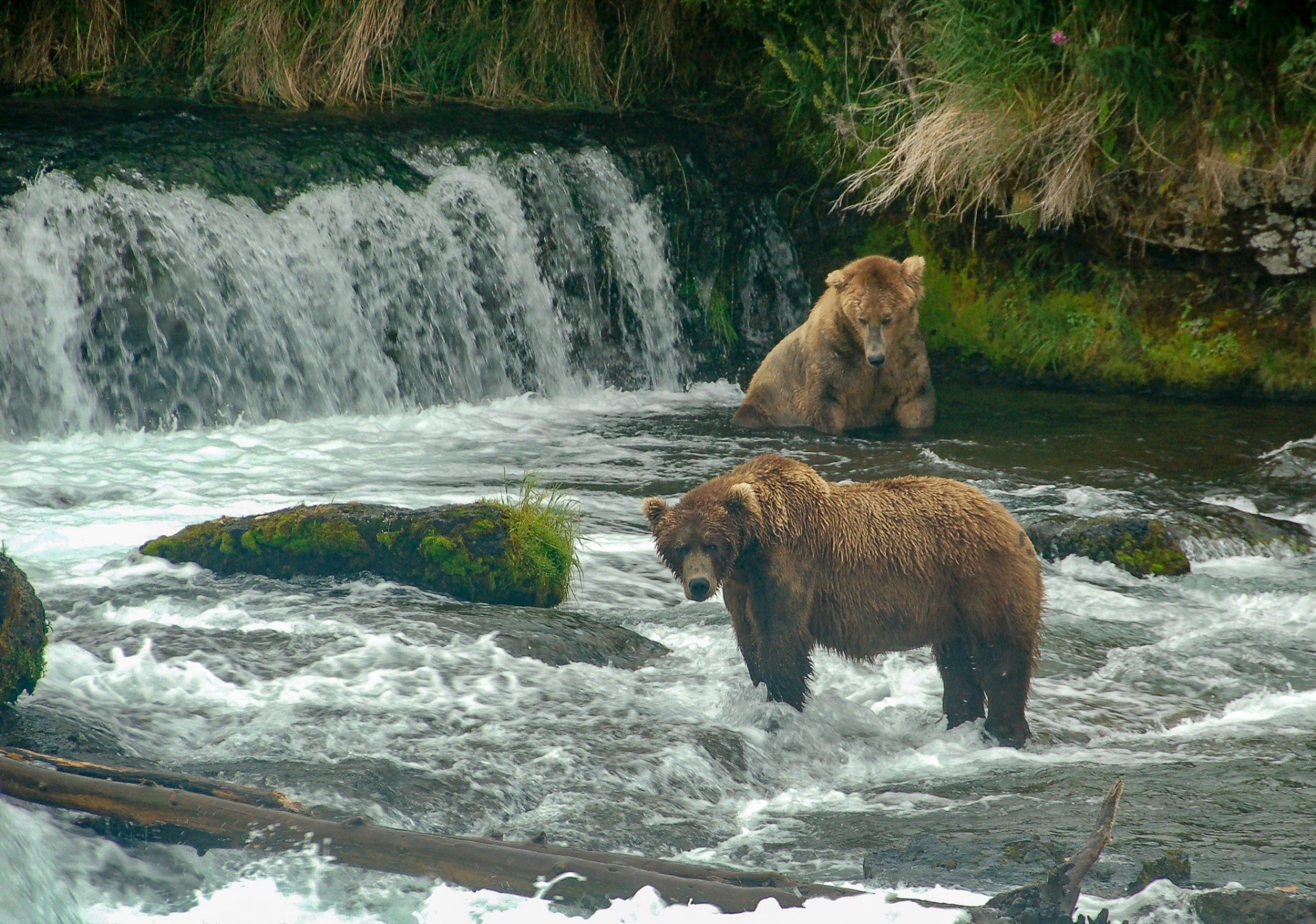 lazy bears and confused birds what a warming planet means for wildlife