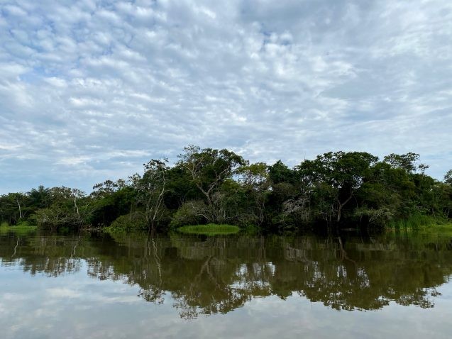 methods used reconstruct ancient rain forests may need revision