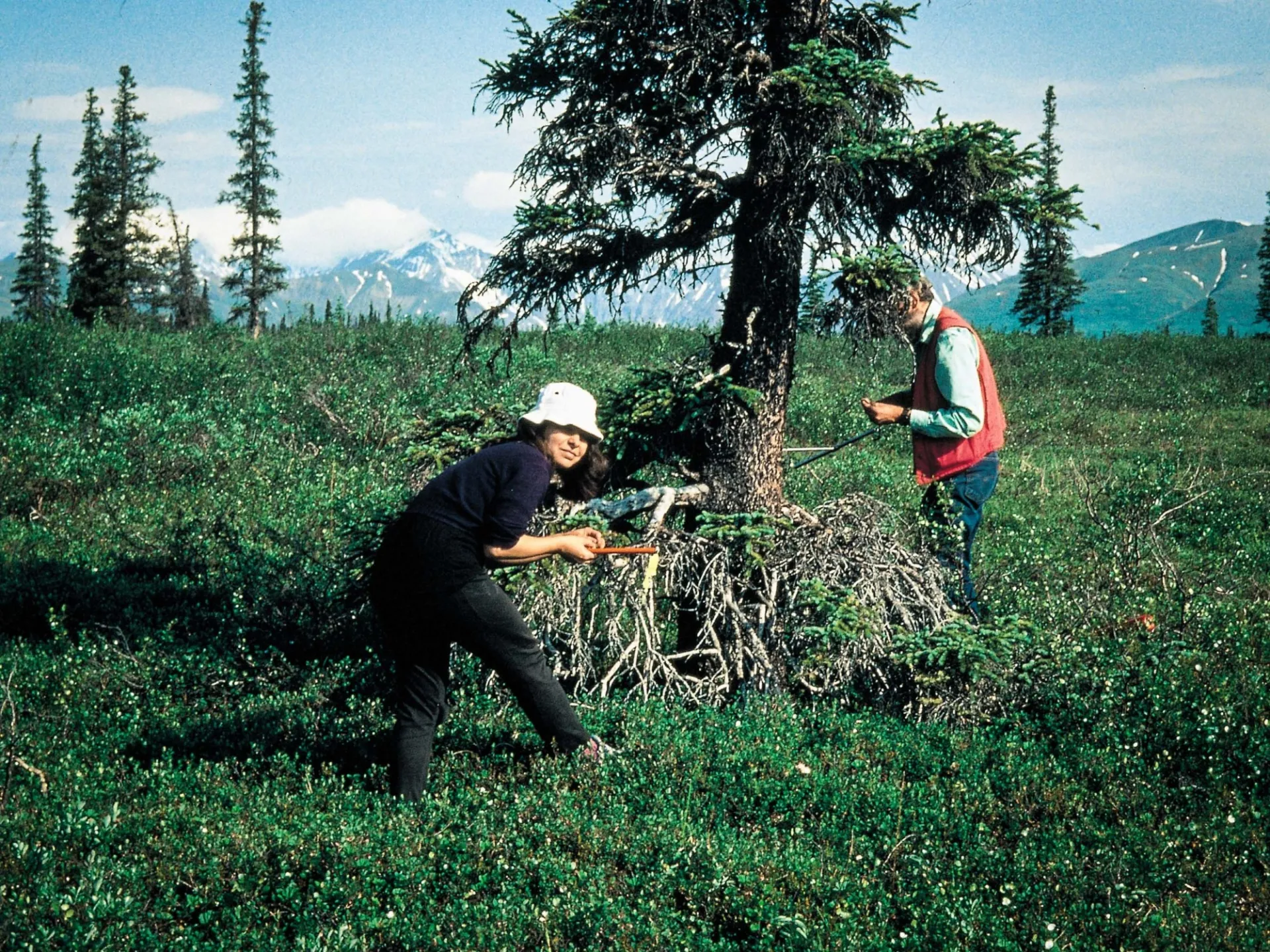 Tree Ring Lab scientist Rosanne D'Arrigo