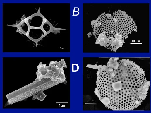 A few examples of microfossils found in the Greenland ice core. These species would have lived in warm tropical or subtropical waters. So what were they doing in Greenland? Credit: Dallas Abbott/LDEO