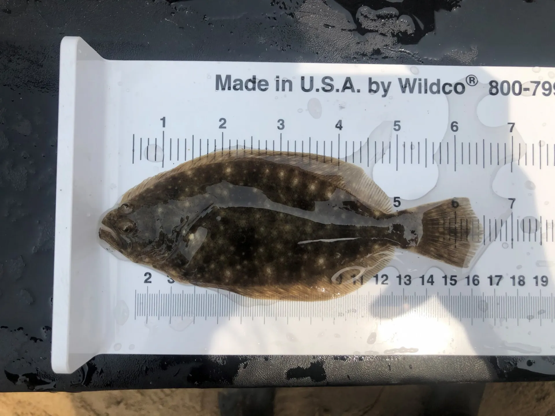 Measuring size of a fish. Credit: Margie Turrin