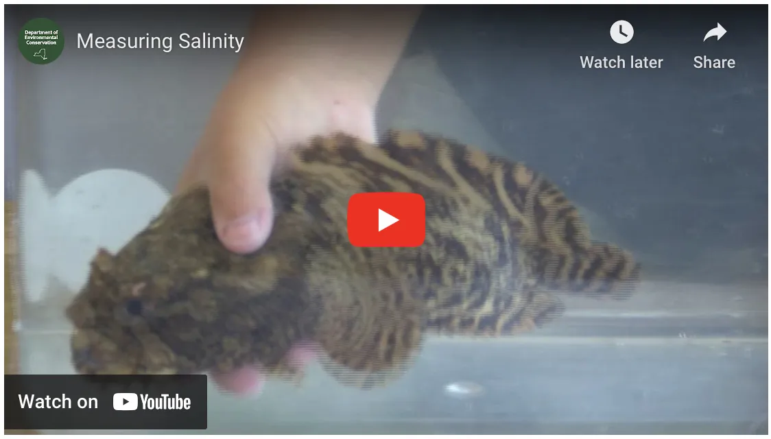 Oyster Toad Fish 