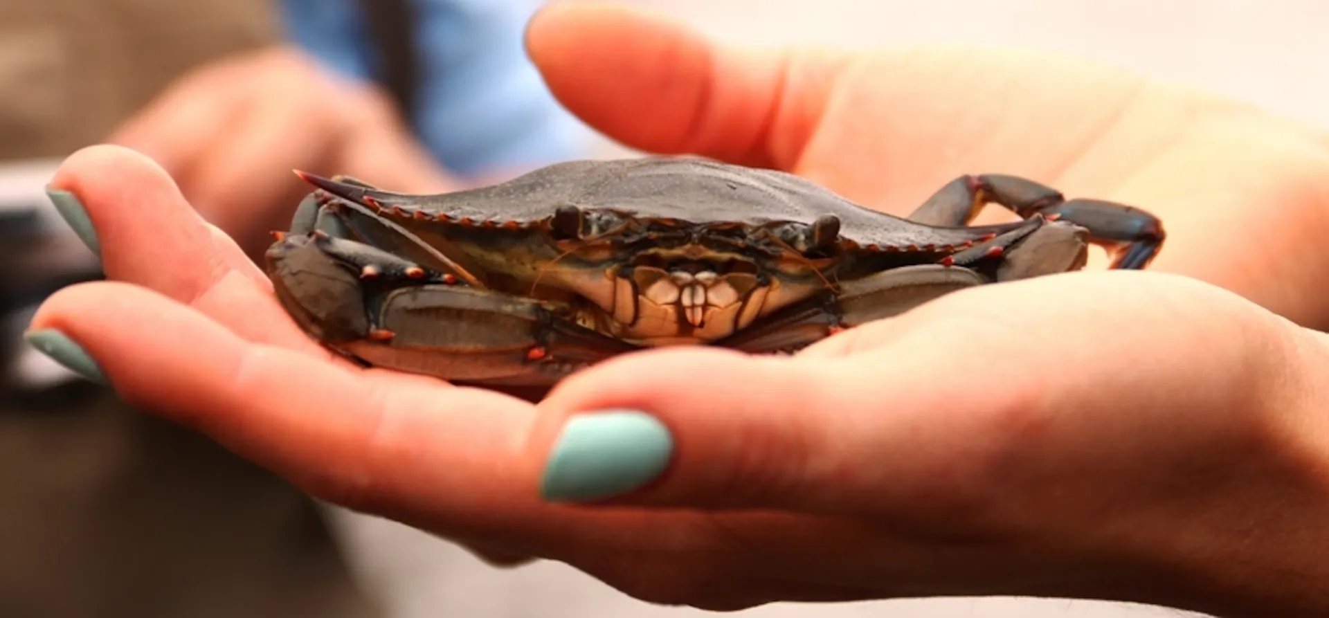 Samll crab