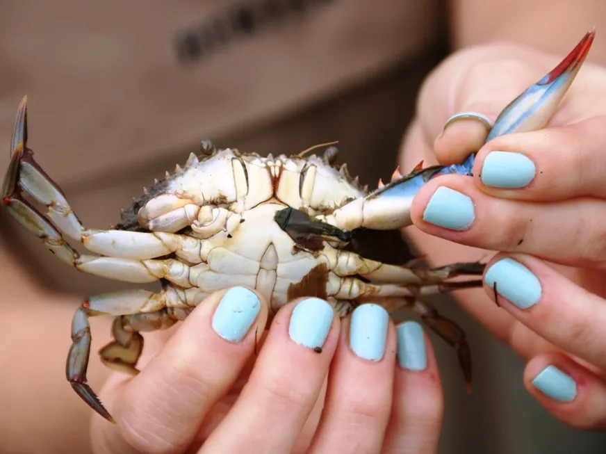 Blue Crab