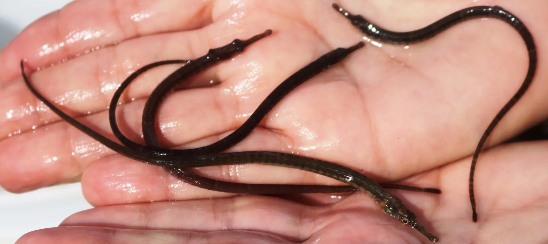 Pipefish