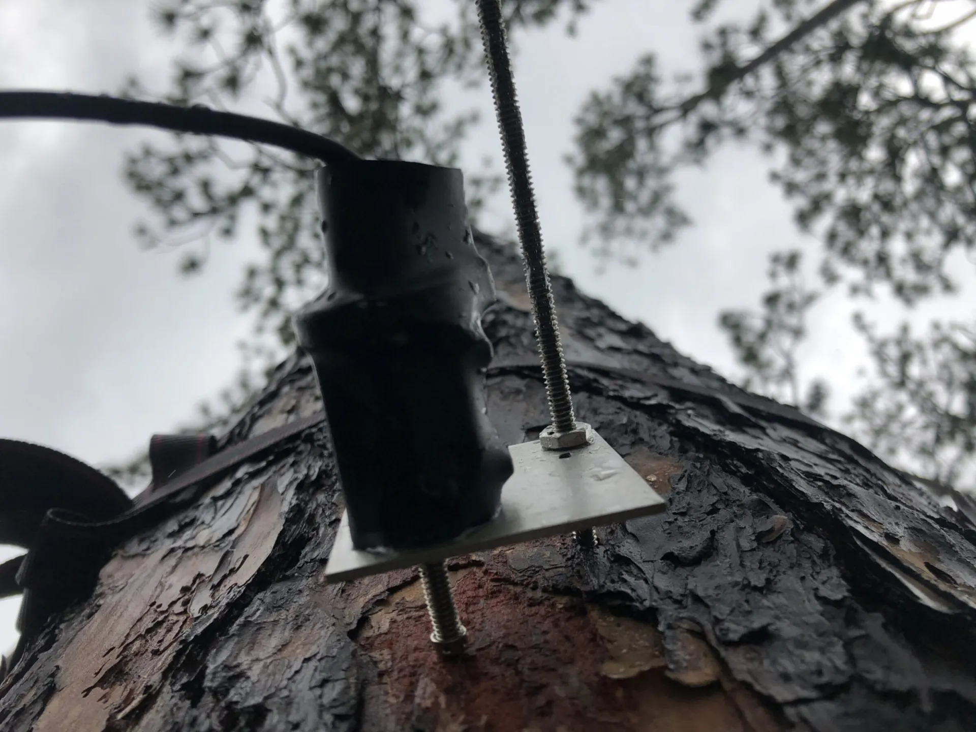 A sensor called a point dendrometer attached to a tree used to estimate tree hydration status and growth. Credit: Mukund Rao