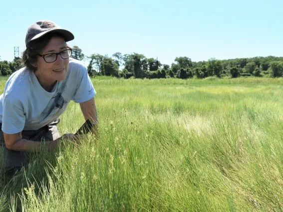 Botanist and climate scientist Dorothy Peteet in the tidal wetlands of Goose Creek Marsh in the Bronx. Credit: Kevin Krajick