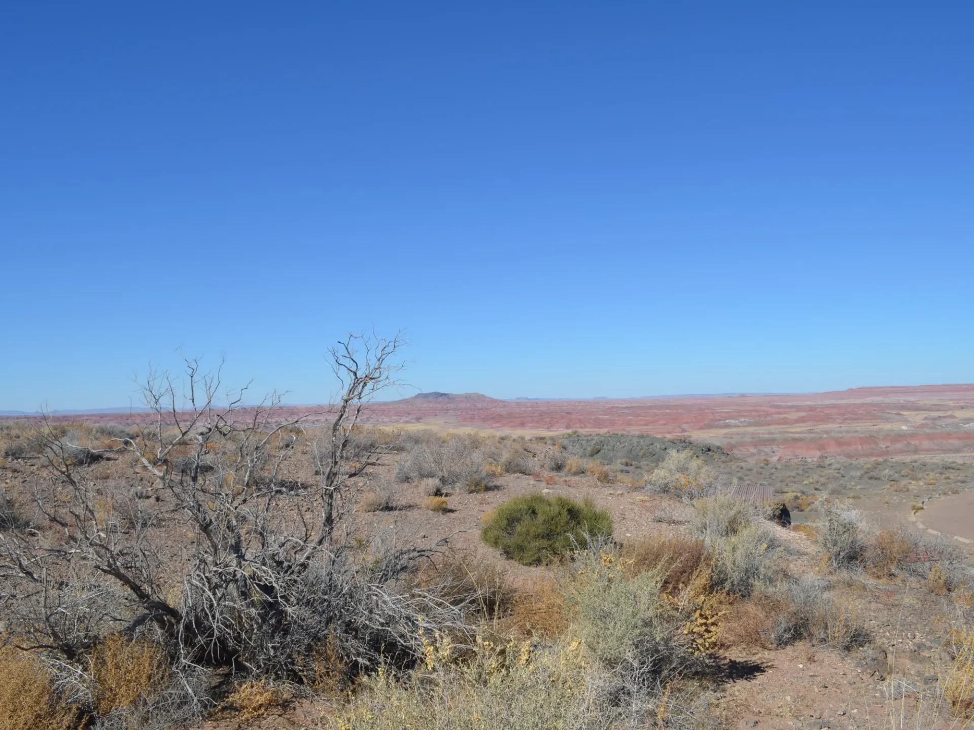 Arid landscape of dried brush. Credit: Kevin Krajick
