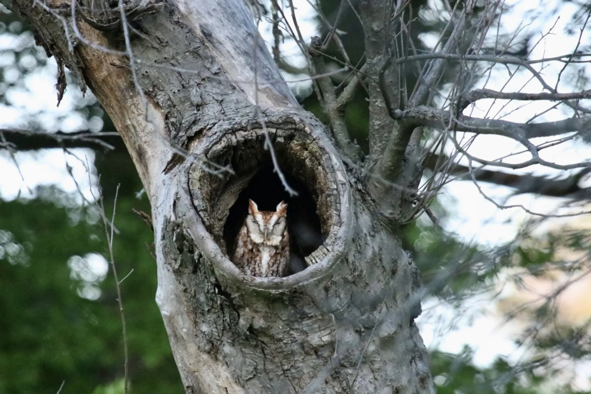 Owl