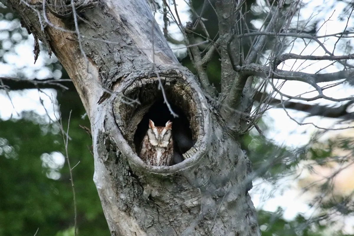 owl